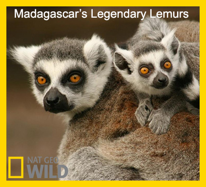 مستند Madagascars Legendary Lemurs 2015